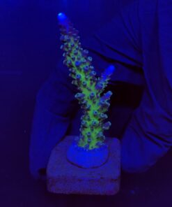 Ora Blue Green M