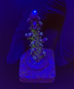 Alternative view of Ora Blue Green M