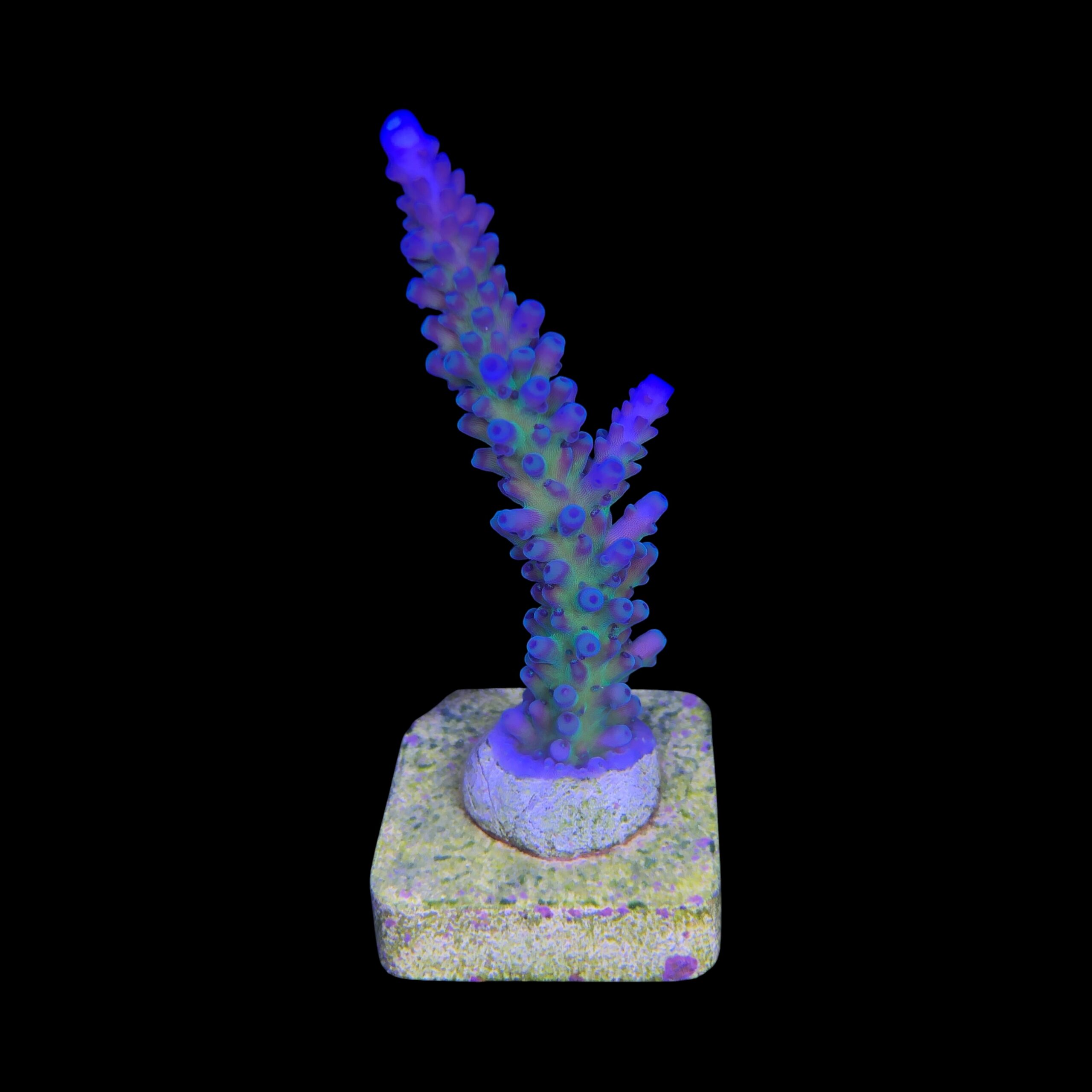 Ora Blue Green M - Imagem 2
