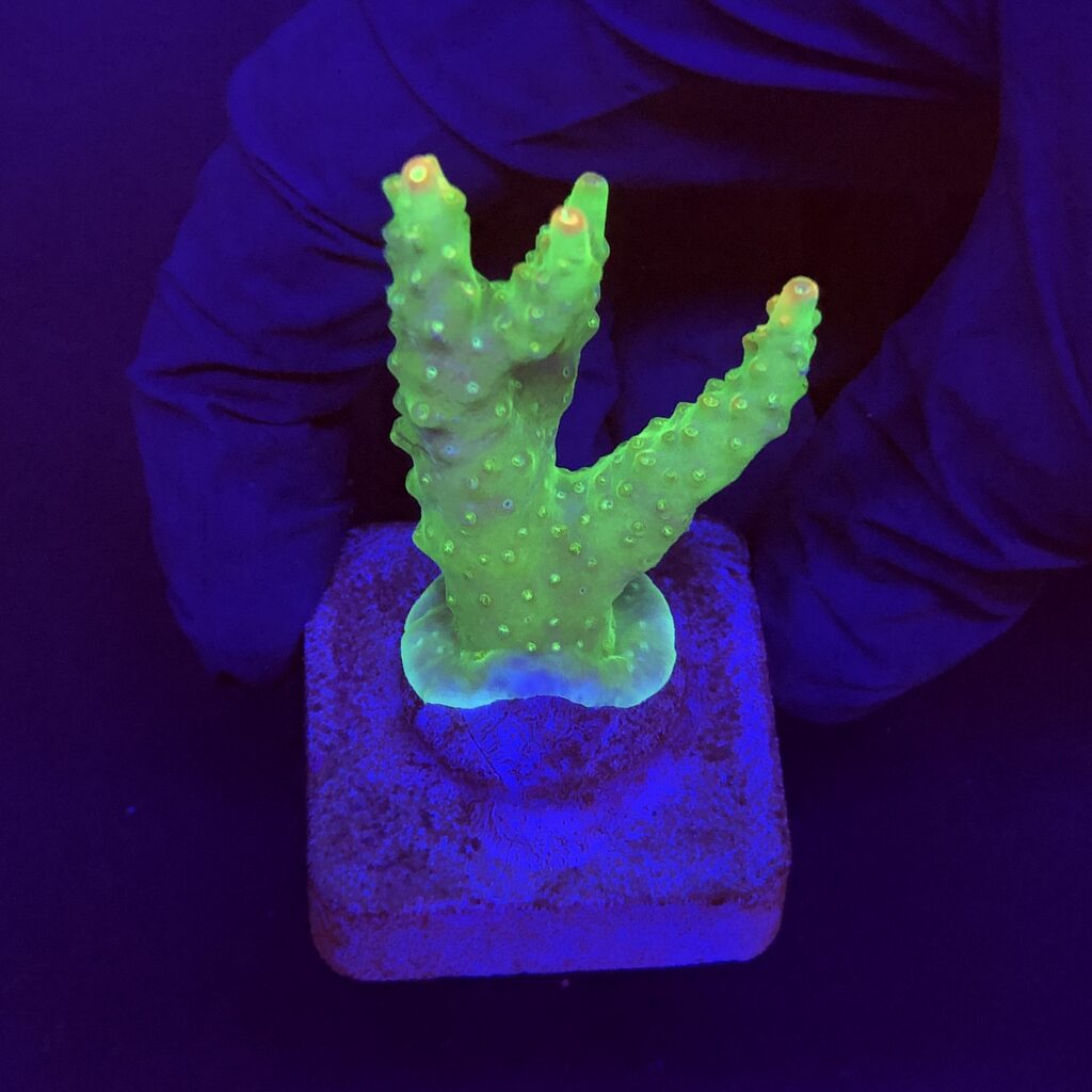 Ocyan