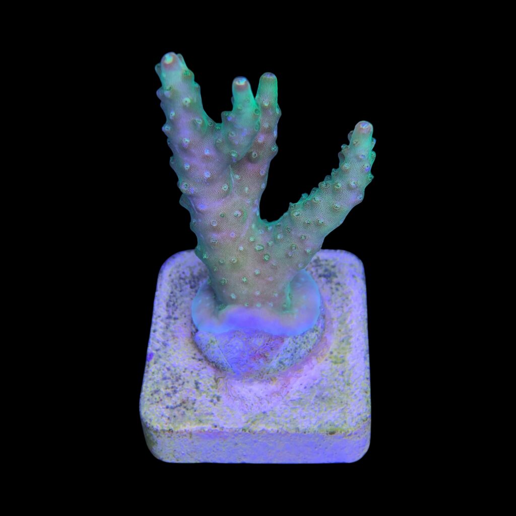 Ocyan