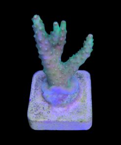 Alternative view of Paletta Pink Tips M