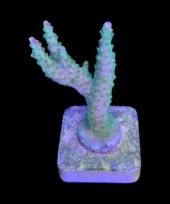 Alternative view of Paletta Pink Tips M