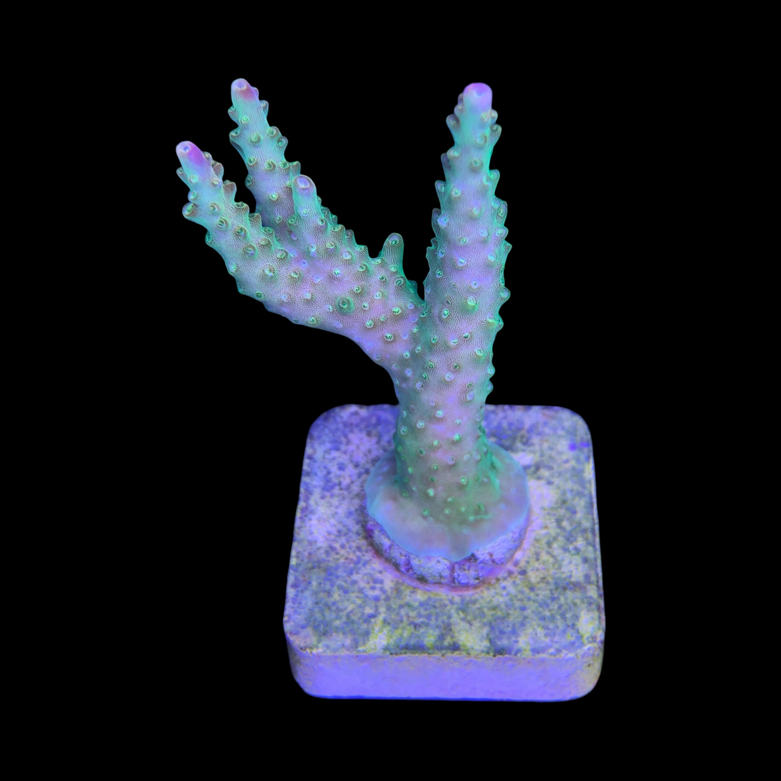 Paletta Pink Tips M - Imagem 2