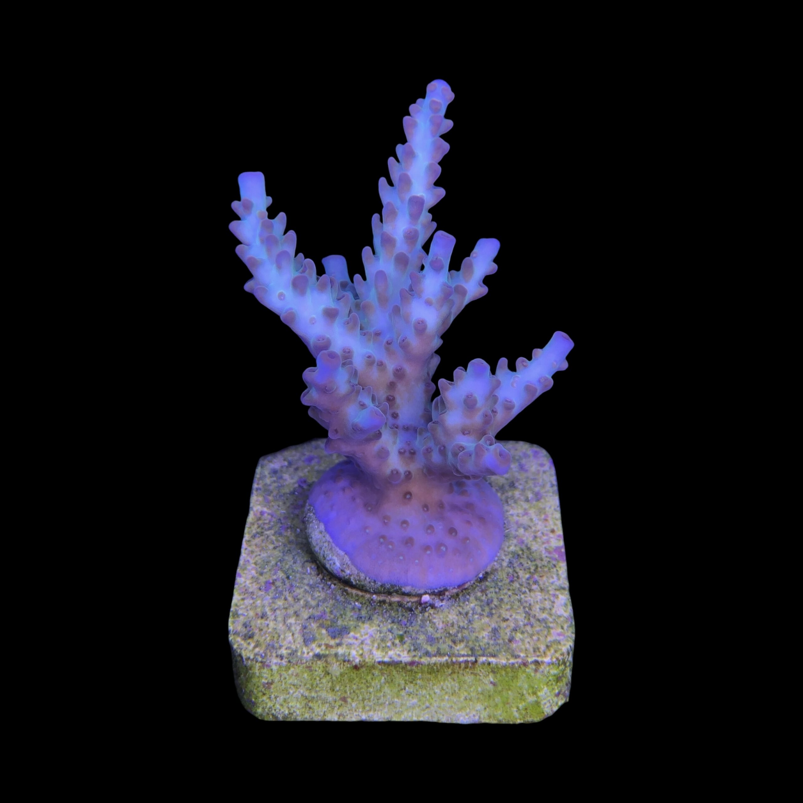 OR Pearlberry M - Imagem 2