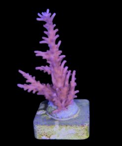 Pink Dragon G