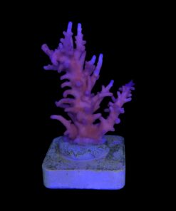 Alternative view of Pink Dragon M