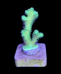 Alternative view of Pocillopora Green M