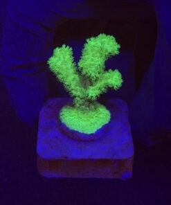 Pocillopora Green M