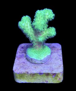 Alternative view of Pocillopora Green M