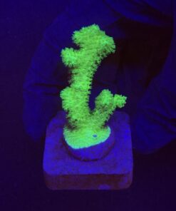 Pocillopora Green M