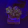 Pocillopora Pink M