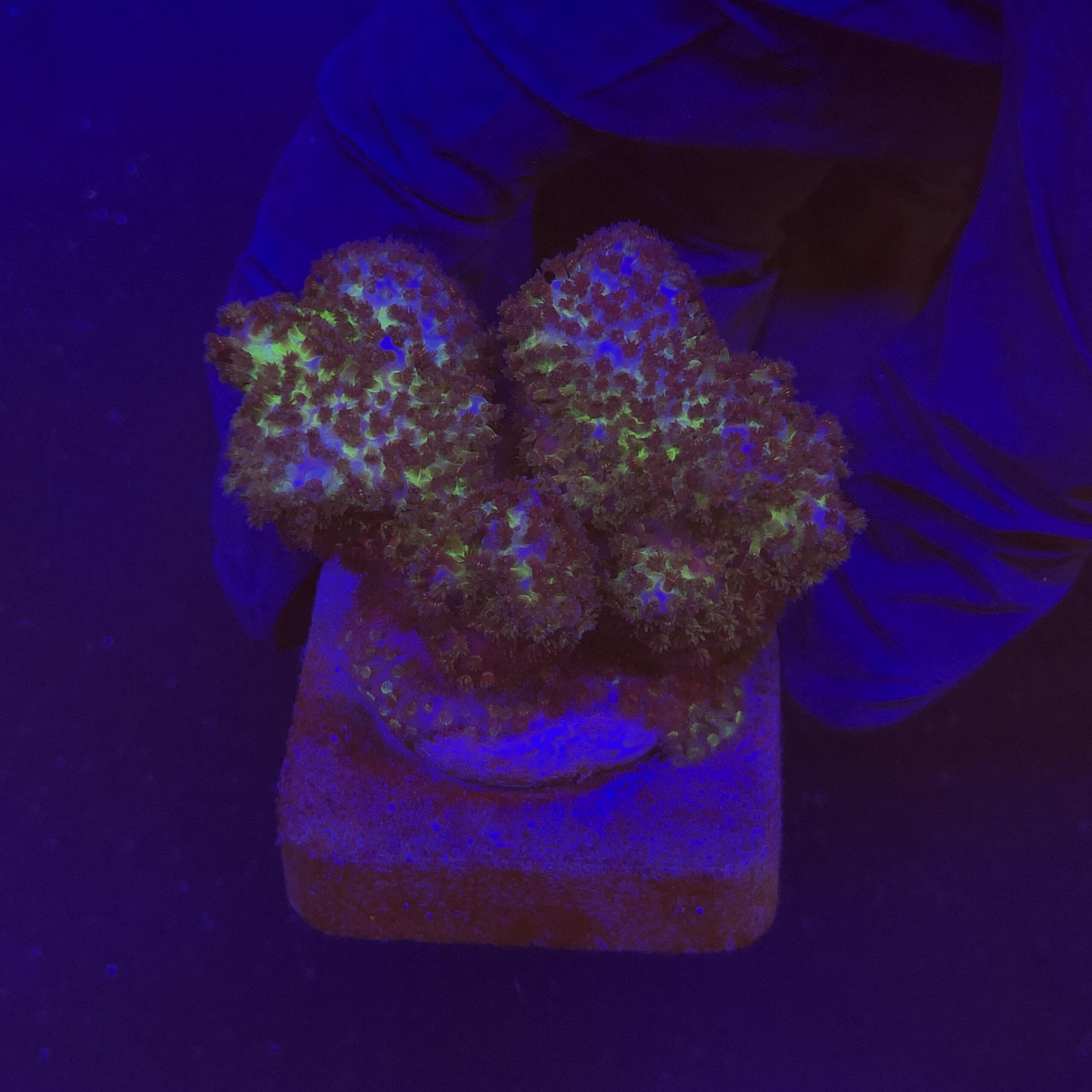 Pocillopora Pink M