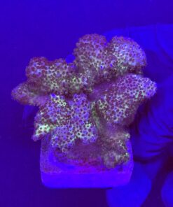 Pocillopora Pink M