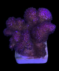 Alternative view of Pocillopora Pink M