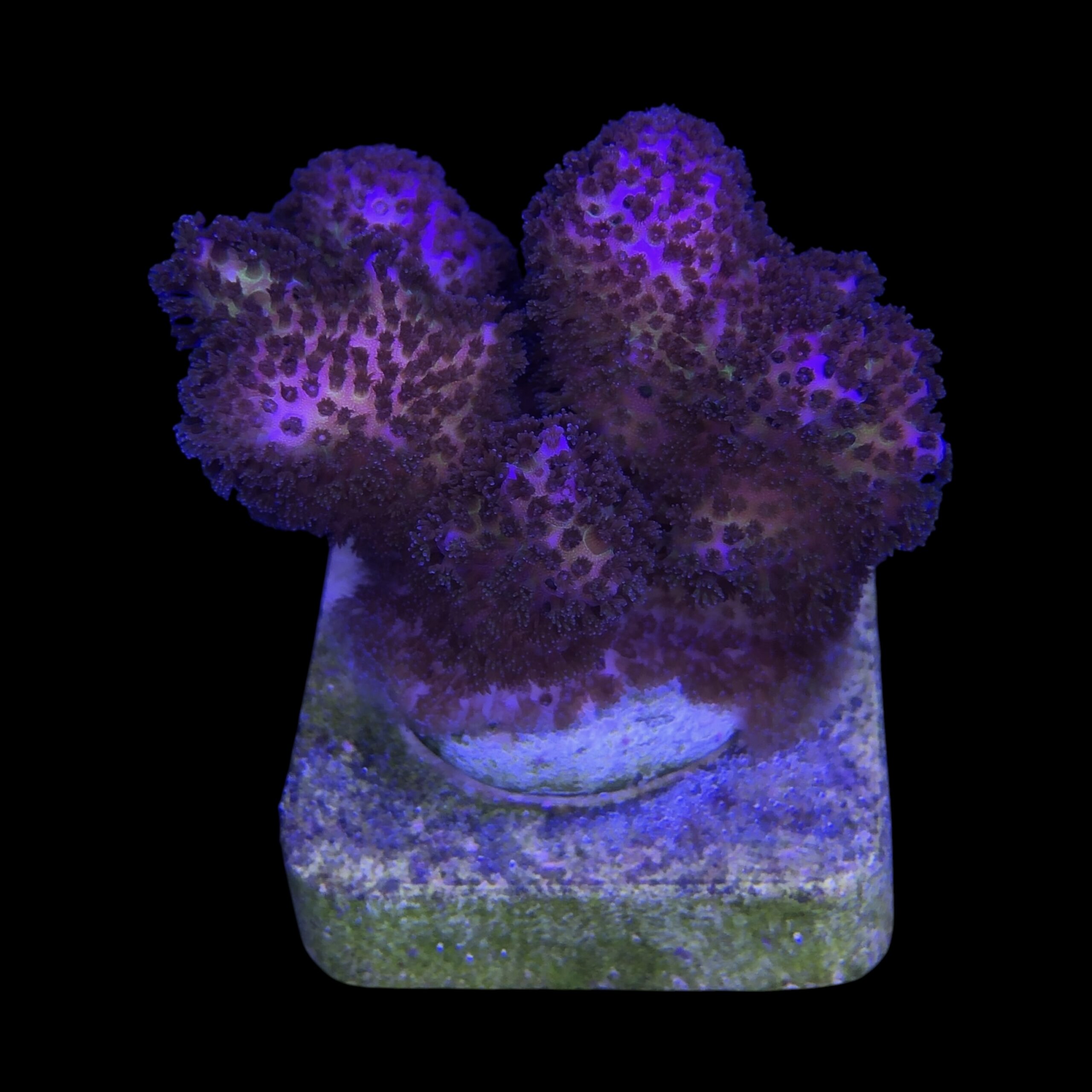 Pocillopora Pink M - Imagem 2