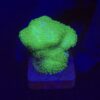 Pocillopora Yellow Green M