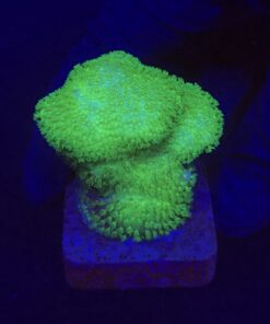 Pocillopora Yellow Green M