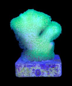 Alternative view of Pocillopora Yellow Green M