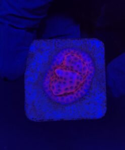 Porites Darth Maul M