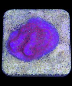 Alternative view of Porites Darth Maul M