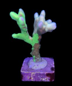 Alternative view of Psamocora Green M