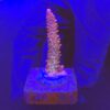 Red Robin Staghorn M