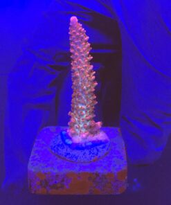 Red Robin Staghorn M