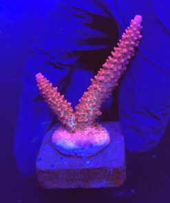 Red Robin Staghorn M