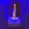 Red Robin Staghorn M