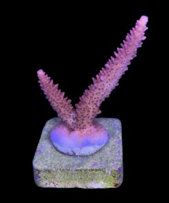 Alternative view of Red Robin Staghorn M