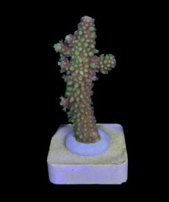 Alternative view of Salmoensis Green M