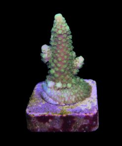 Alternative view of Salmoensis Green M