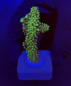 Salmoensis Green M