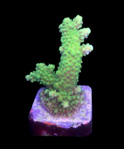 Alternative view of Salmoensis Green M
