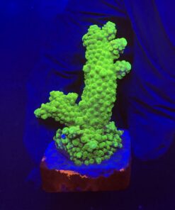 Salmoensis Green M