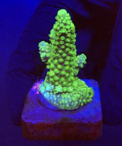 Salmoensis Green M