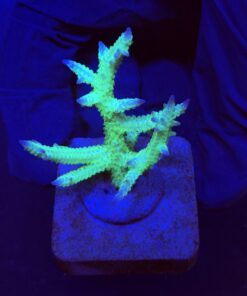 Seriatopora Ponape M