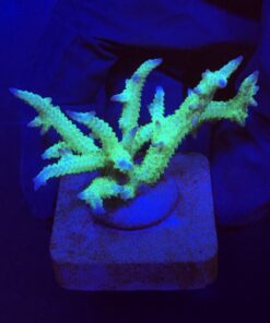 Seriatopora Ponape M