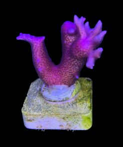 Seriatopora Hot Pink M