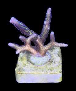Alternative view of Seriatopora Bird of Paradise M