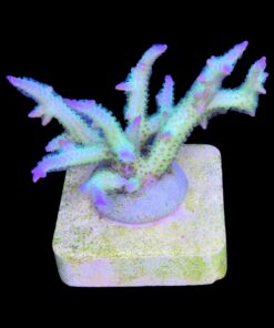 Alternative view of Seriatopora Ponape M