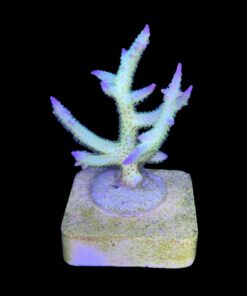 Alternative view of Seriatopora Ponape M