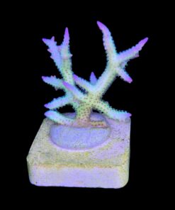 Alternative view of Seriatopora Ponape M