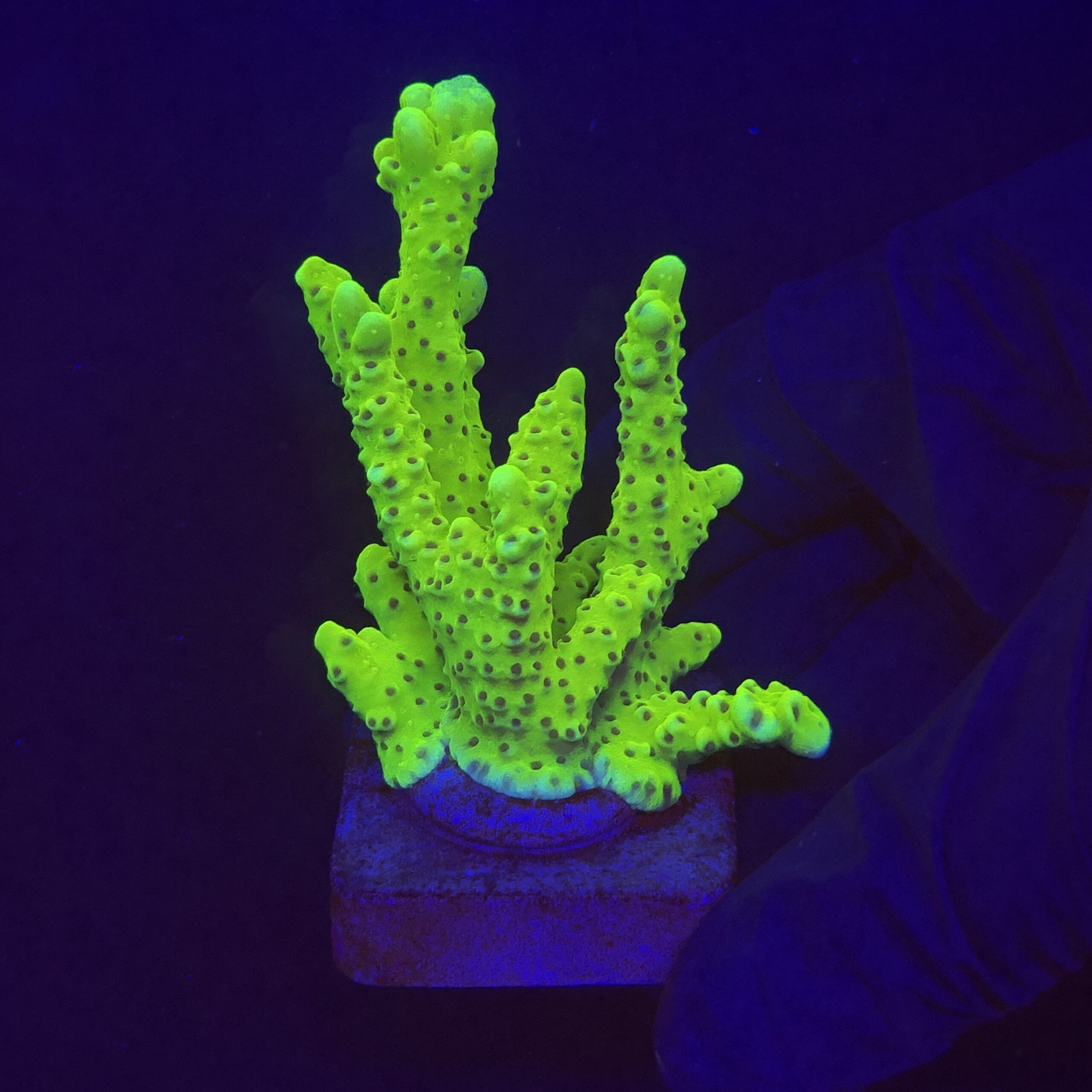 Slime Ball Anacropora G