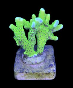 Alternative view of Slime Ball Anacropora M