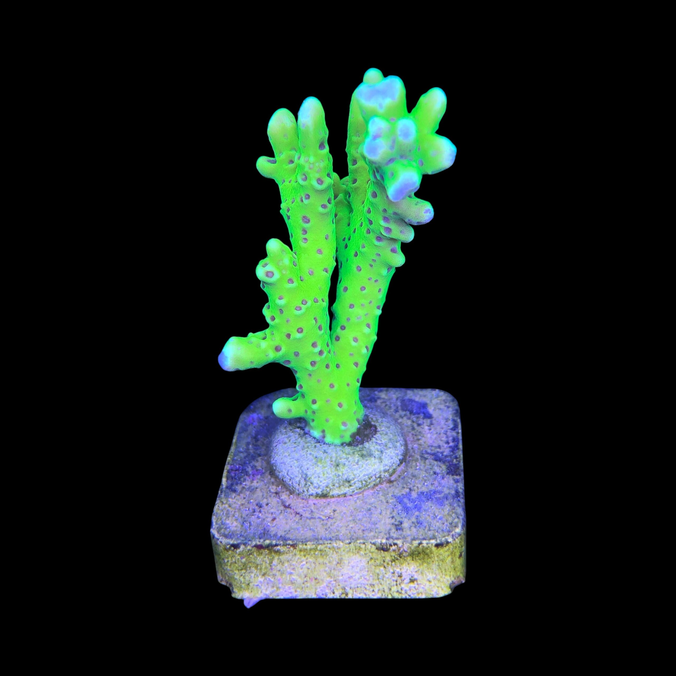 Slime Ball Anacropora M - Imagem 2