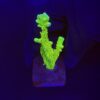 Slime Ball Anacropora M