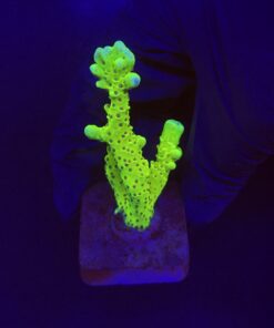 Slime Ball Anacropora M