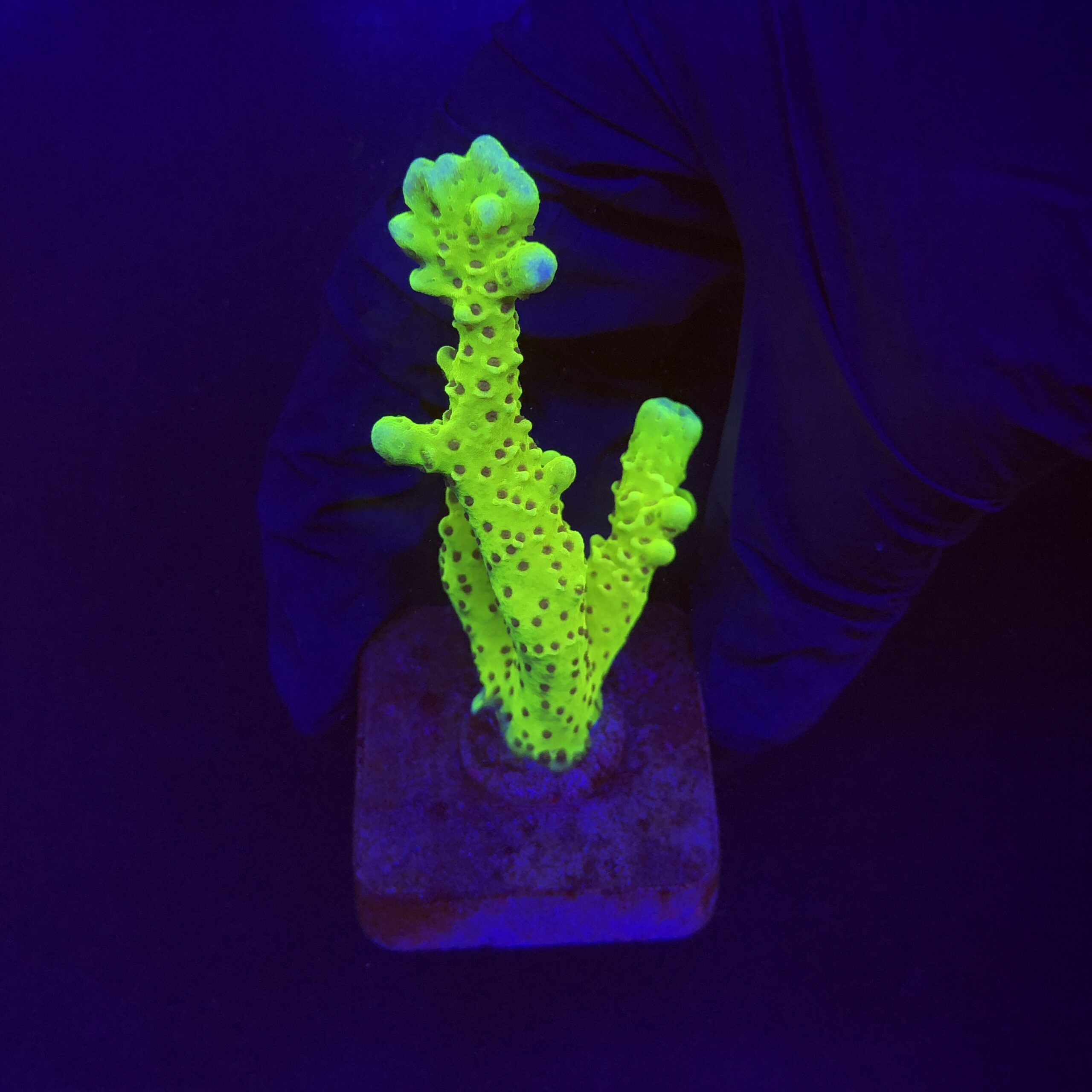 Slime Ball Anacropora M